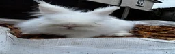 Lionhead rabbits for sale: Male lionhead rabbits  - Advert 2