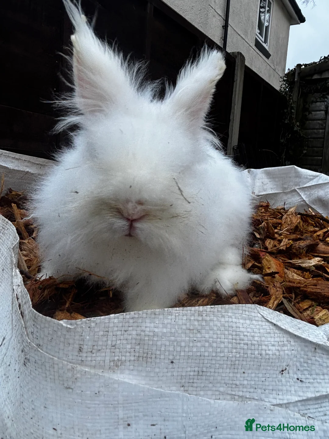 Lionhead rabbits for sale: Male lionhead rabbits  - Advert 2