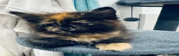 Maine Coon cats for sale: Absolutely gorgeous Maine Coon cross Kittens - Advert 23