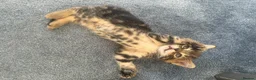Bengal cats for sale: Bengal x Maine Coon Kittens - Advert 12