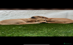 Labrador Retriever dogs for sale: 2 Labrador puppies for sale  - Image 9