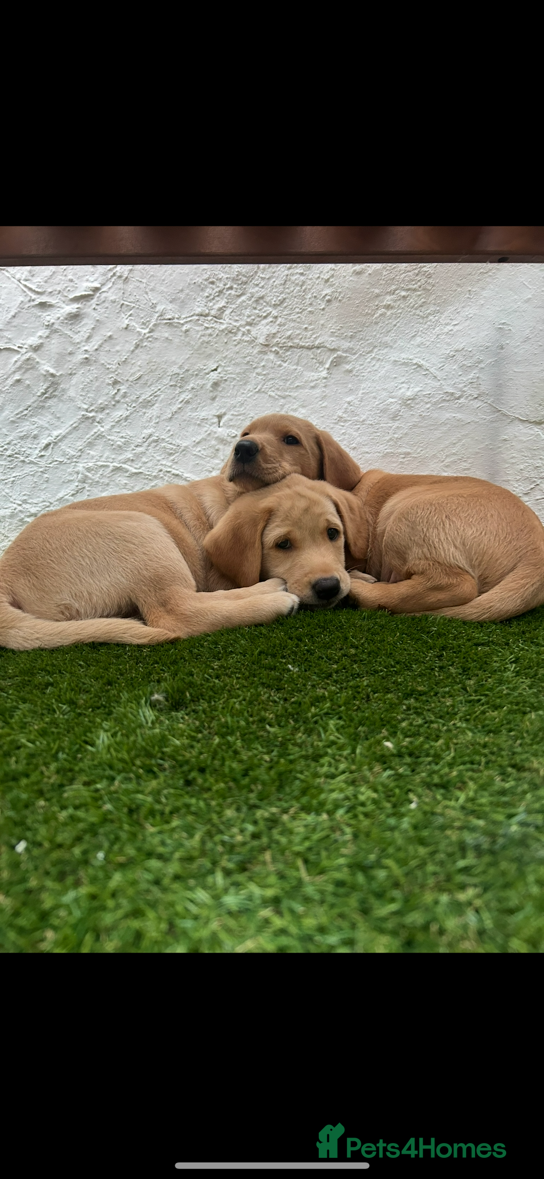 Labrador Retriever dogs for sale: 2 Labrador puppies for sale  - Image 9