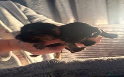 Cavapoochon dogs for sale: Cavapoochon puppies  - Image 6