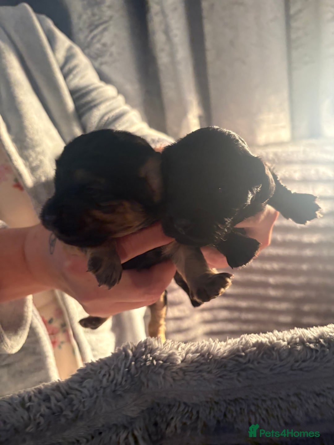 Cavapoochon dogs for sale: Cavapoochon puppies  - Image 6