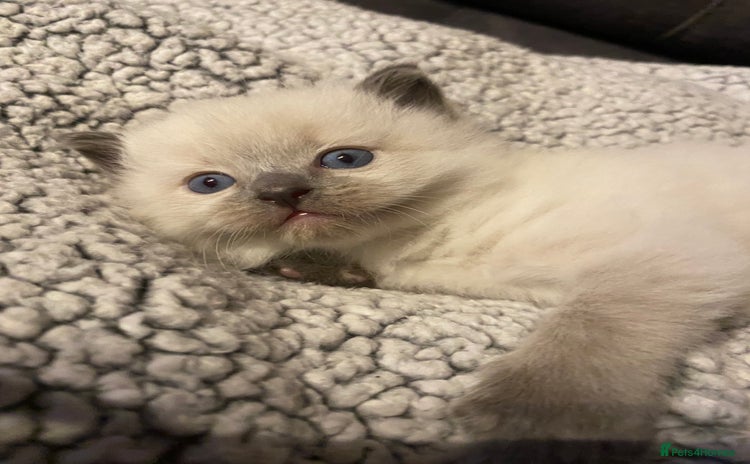 Ragdoll cats - Advert 7