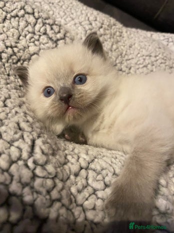 Ragdoll cats - Advert 15