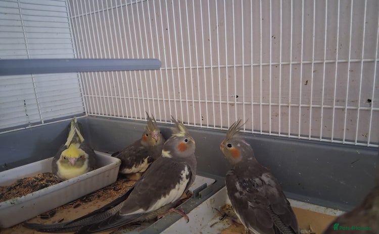 Cockatiels birds - Advert 16
