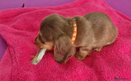 Miniature Dachshund dogs for sale: Miniature Dachshund puppies Longhaired & Smooth  - Image 35