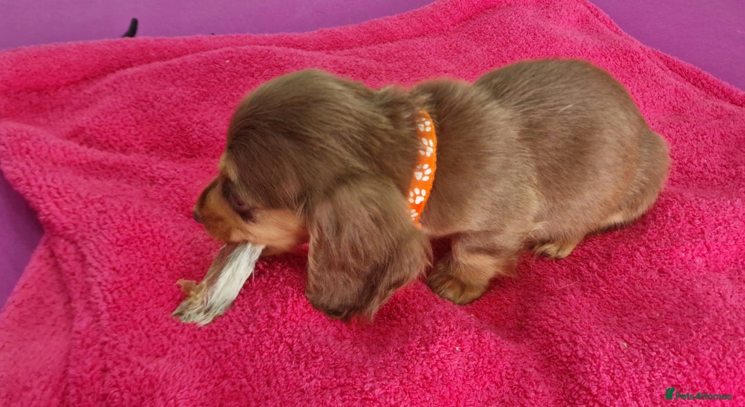 Miniature Dachshund dogs for sale: Miniature Dachshund puppies Longhaired & Smooth  - Image 35