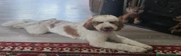 Australian Labradoodle dogs for sale: Beautiful Aussie Doodles - Advert 3