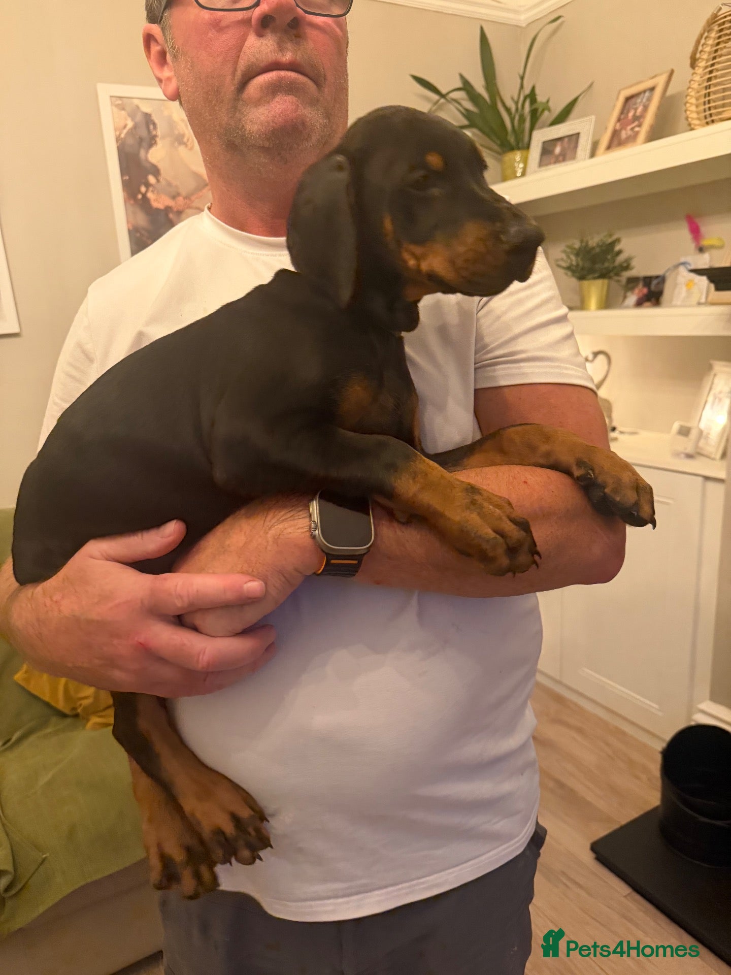Dobermann dogs 1 black boy left ready now  - Advert 6