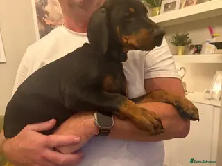 Dobermann dogs 1 black boy left ready now - Advert 6