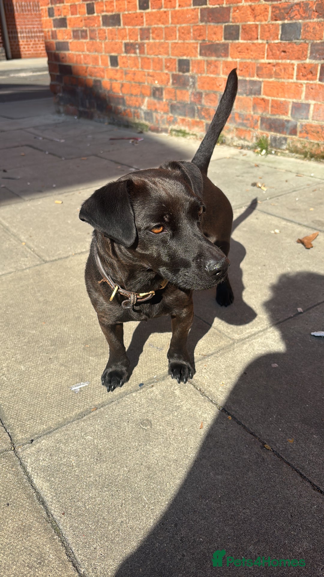 Patterdale Terrier dogs for sale: Patterdale Terrier 5 years F - Image 1
