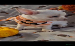 Chihuahua dogs for sale: Gorgeous Smooth coat KC registered chihuahuas - Image 21