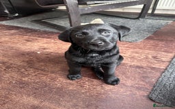 Labrador Retriever dogs for sale: Beautiful Labrador Puppies, Family Raised - Image 14