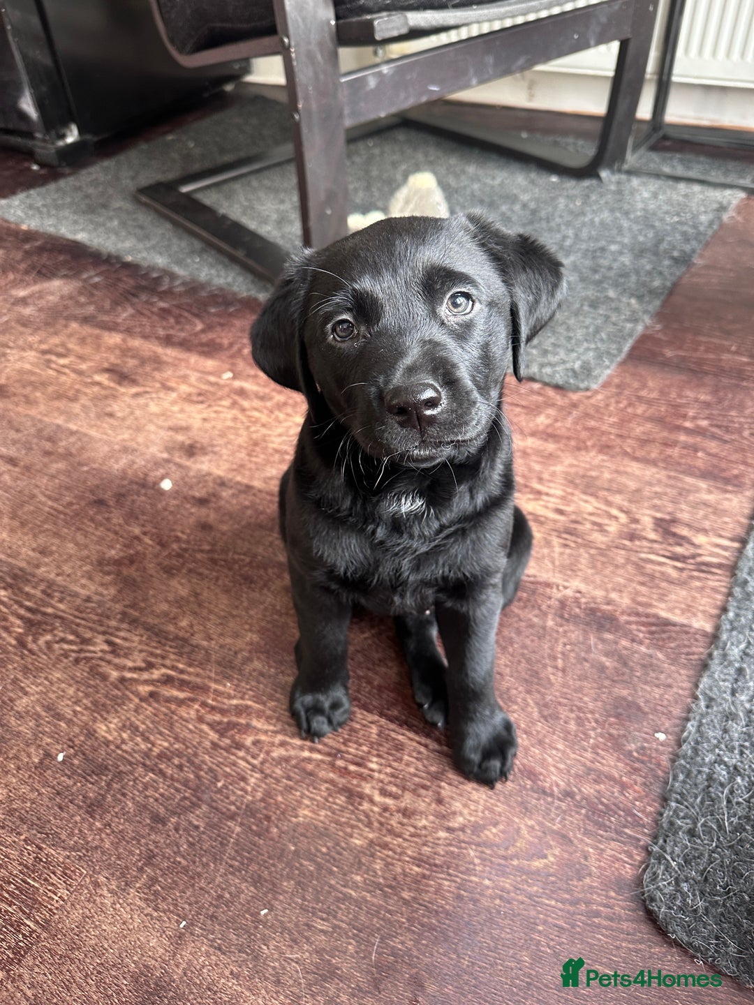 Labrador Retriever dogs for sale: Beautiful Labrador Puppies, Family Raised - Image 14