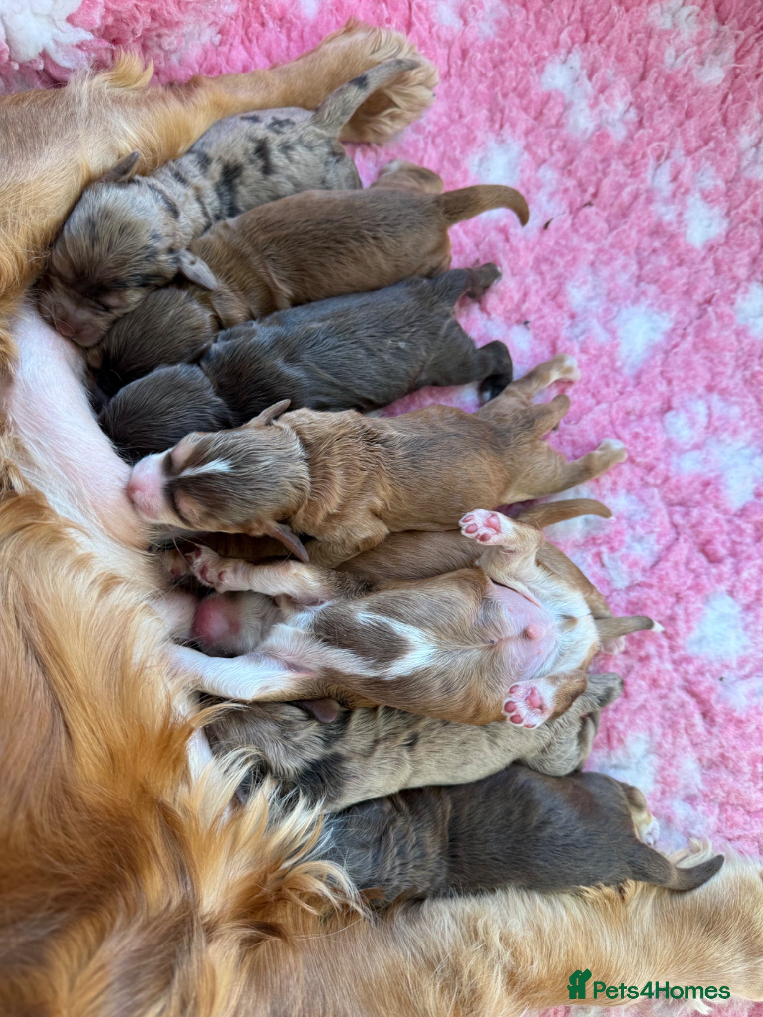 Cockapoo dogs Stunning & Unique F1B Cockapoos  - Advert 1