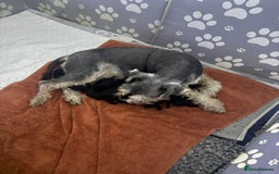 Miniature Schnauzer dogs for sale: 🐾PERFECT LITTER OF BLACK SCHNAUZER 🐾 - Image 1