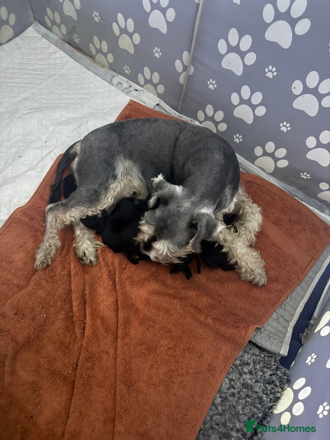 Miniature Schnauzer dogs for sale: 🐾PERFECT LITTER OF BLACK SCHNAUZER 🐾 - Image 1