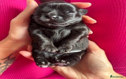 Shih Tzu dogs for sale: Bear 🐻  - Image 15