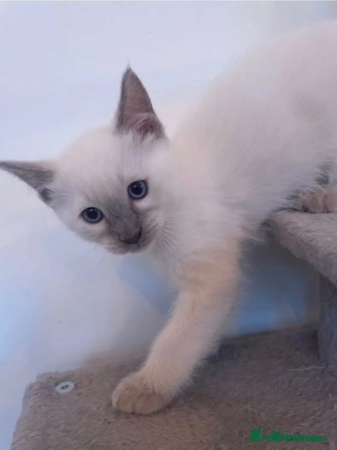 Ragdoll cats for stud: Stud Muffin in Ilkeston - Advert 36