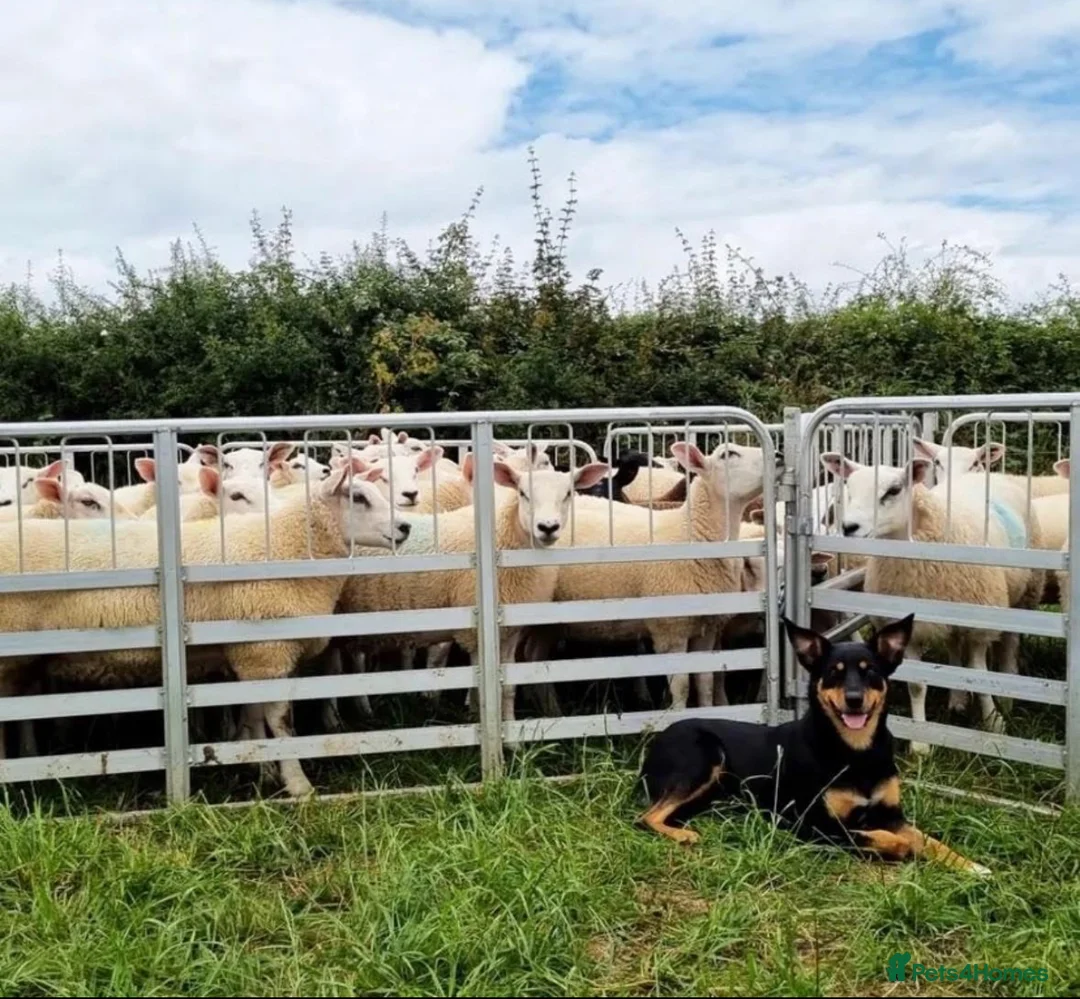 Australian Kelpie dogs for sale: Kelpie Pups for Sale - Advert 2