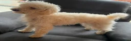 Toy Poodle dogs for sale: Female Toy Poodle Lola in Milton Keynes - Advert 1