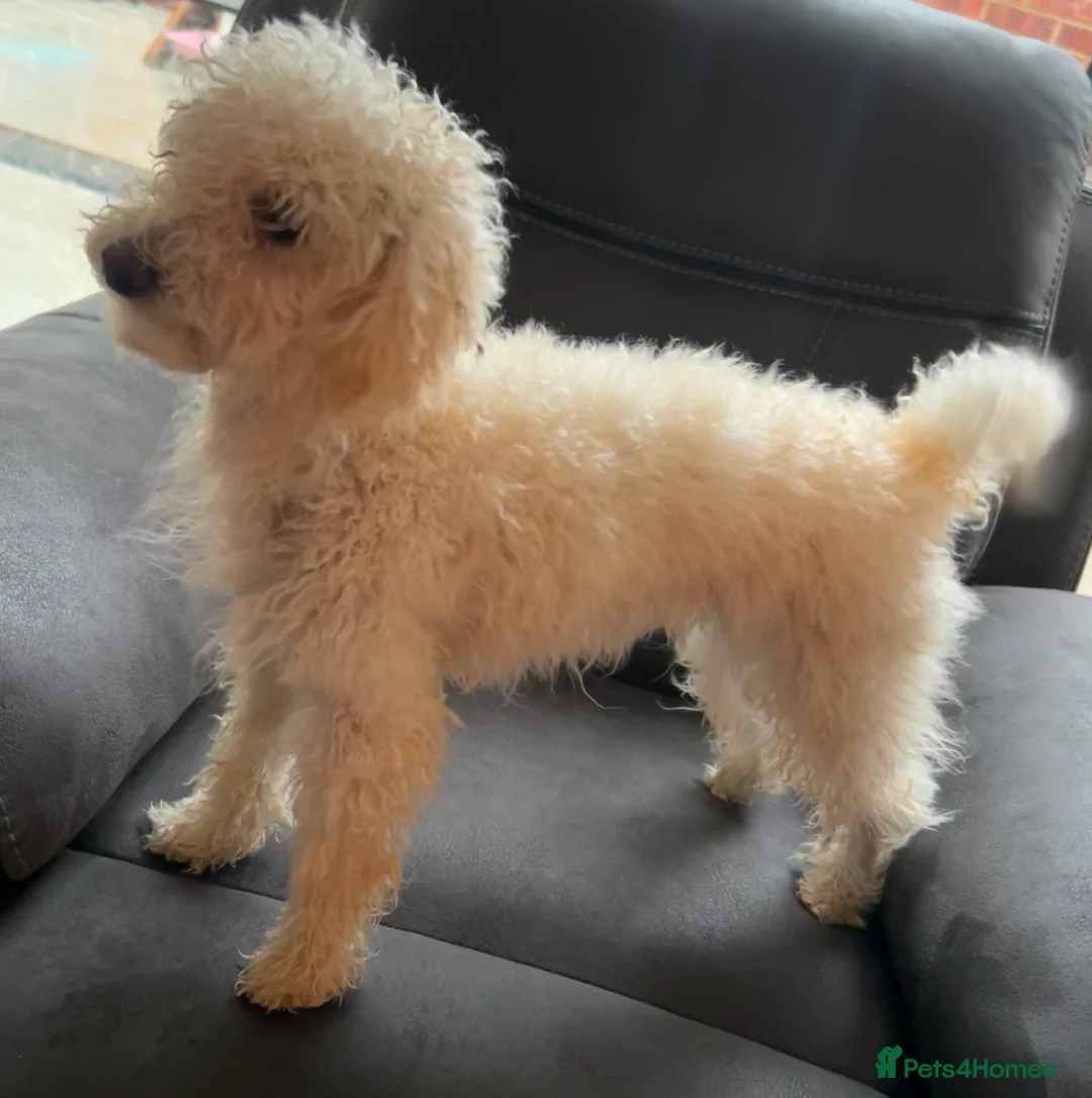 Toy Poodle dogs for sale: Female Toy Poodle Lola in Milton Keynes - Advert 1