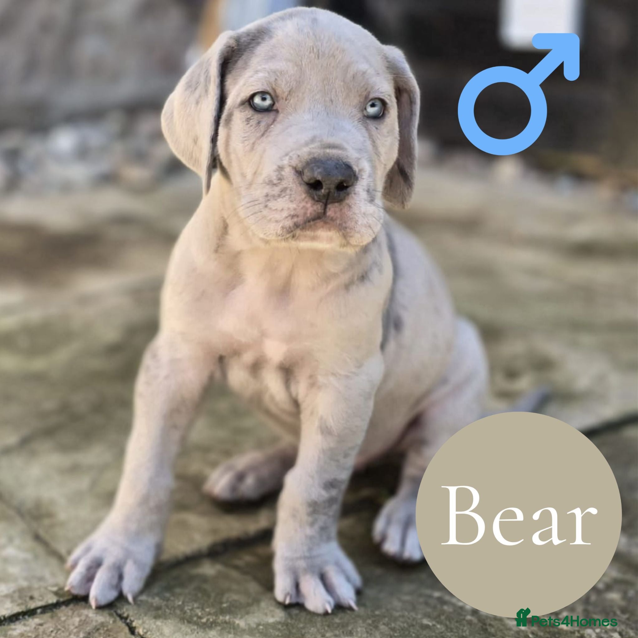Mixed Breed dogs GreatDane x CaneCorso Pups-Exceptional Temperament - Advert 1