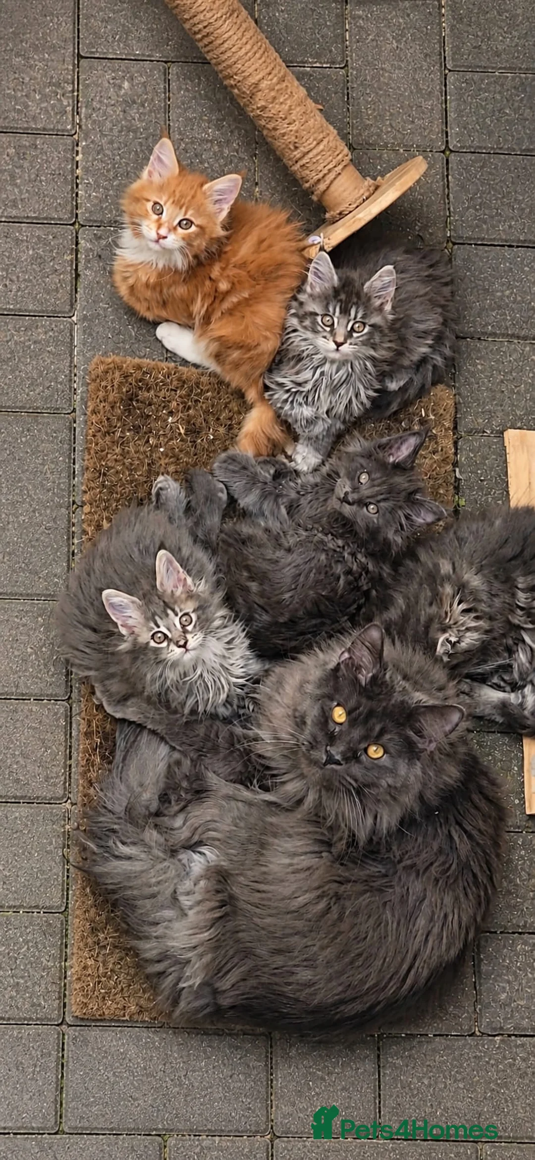 Maine Coon cats for stud: !!Championship maine coon stud!! - Advert 5