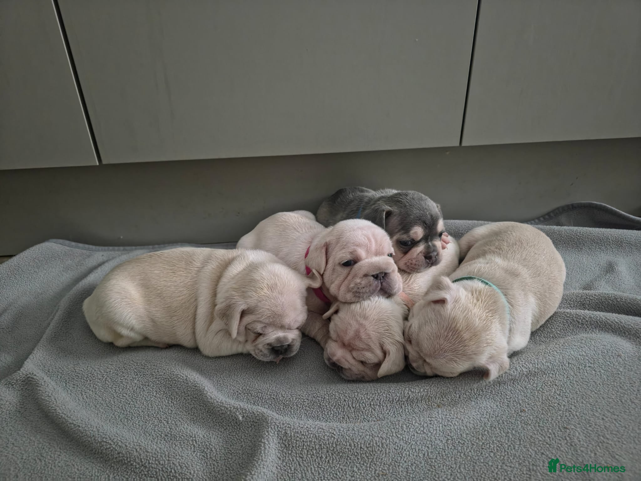 French Bulldog dogs Pet litter Frenchies with rope female - Advert 11