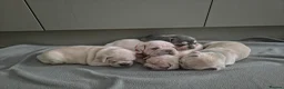 French Bulldog dogs for sale: Pet litter Frenchies with rope female - Advert 1