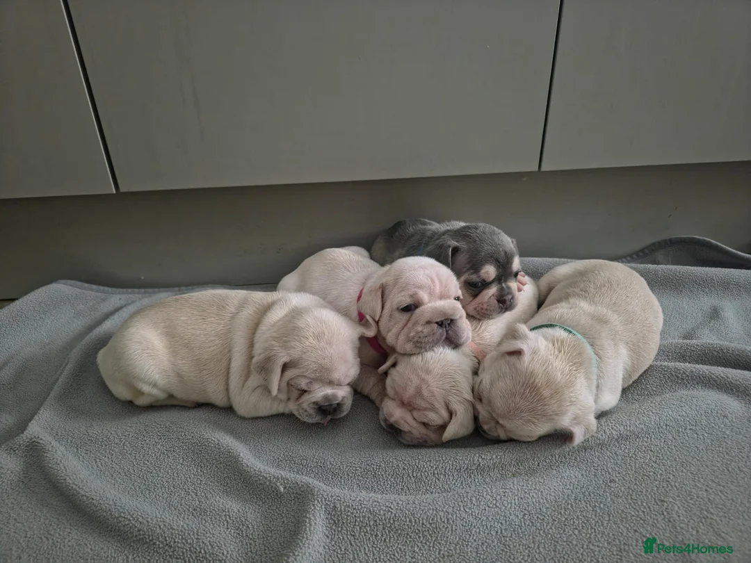 French Bulldog dogs for sale: Pet litter Frenchies with rope female - Advert 1
