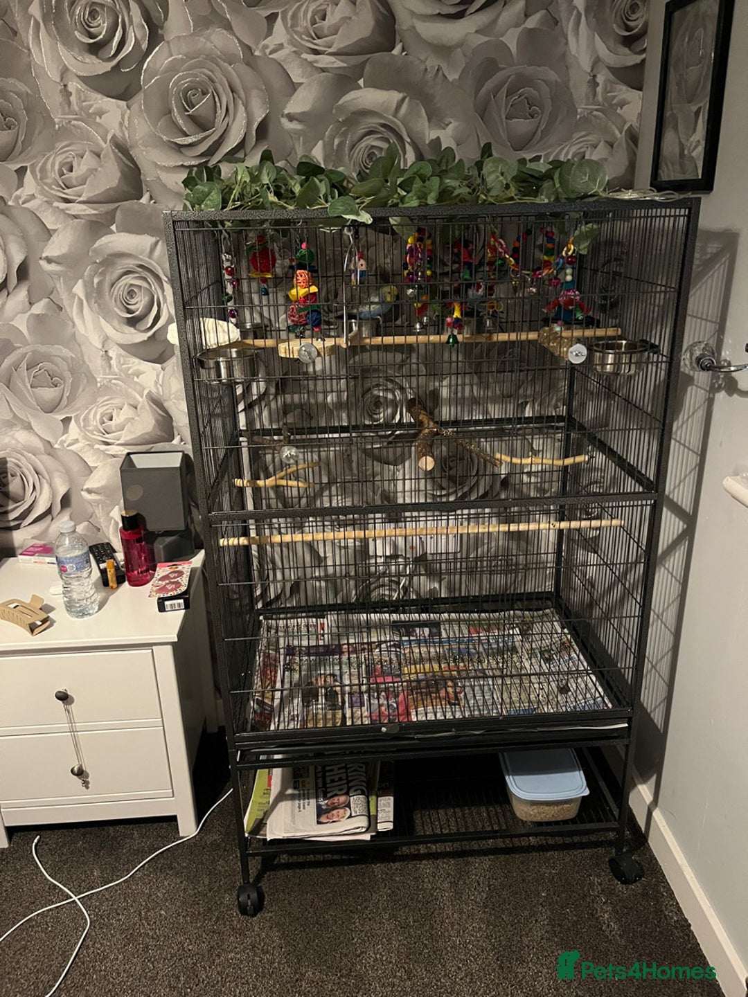 Budgerigars birds for sale: male budgies - Advert 3