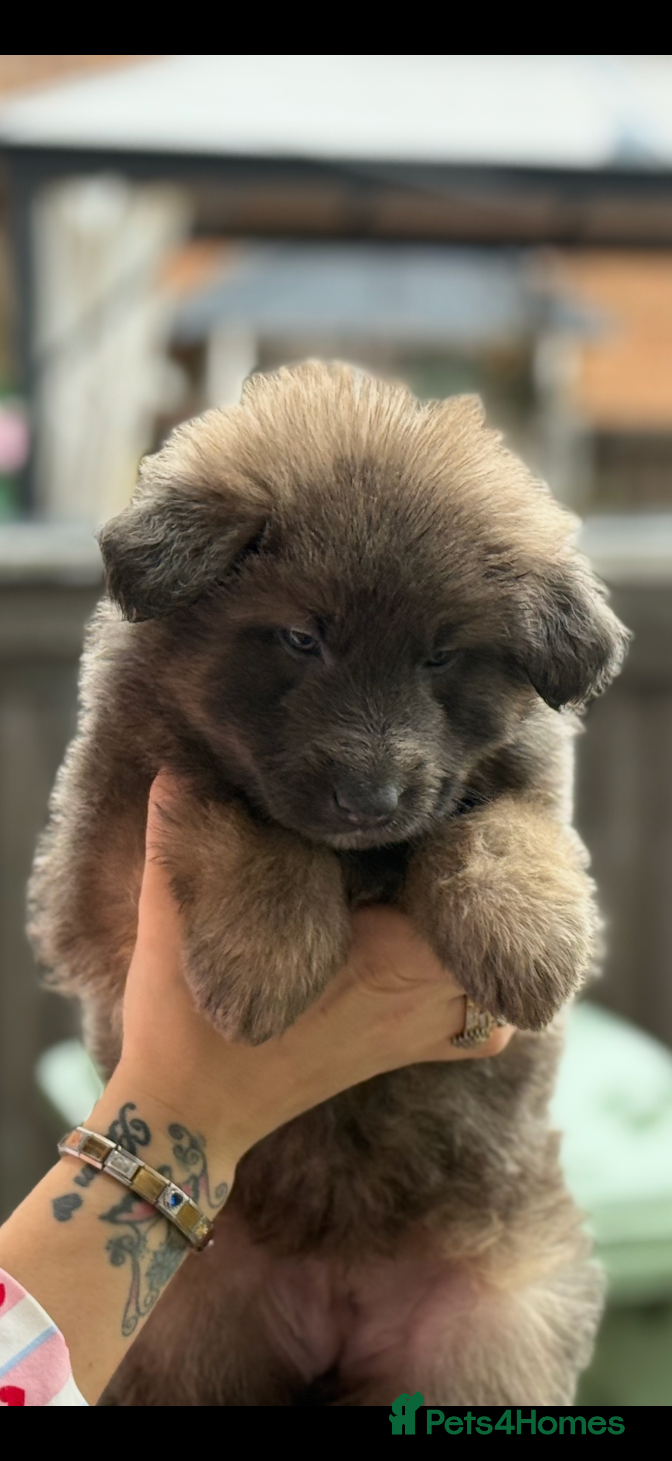 German Shepherd dogs Blue German shepherds Health tested BLUE EYES  - Advert 12