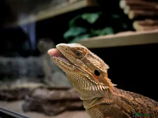 Bearded Dragon reptiles Bearded dragon for sale - Advert 1