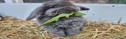 Mini Lop rabbits for sale: 5 Female mini lops  - Advert 10