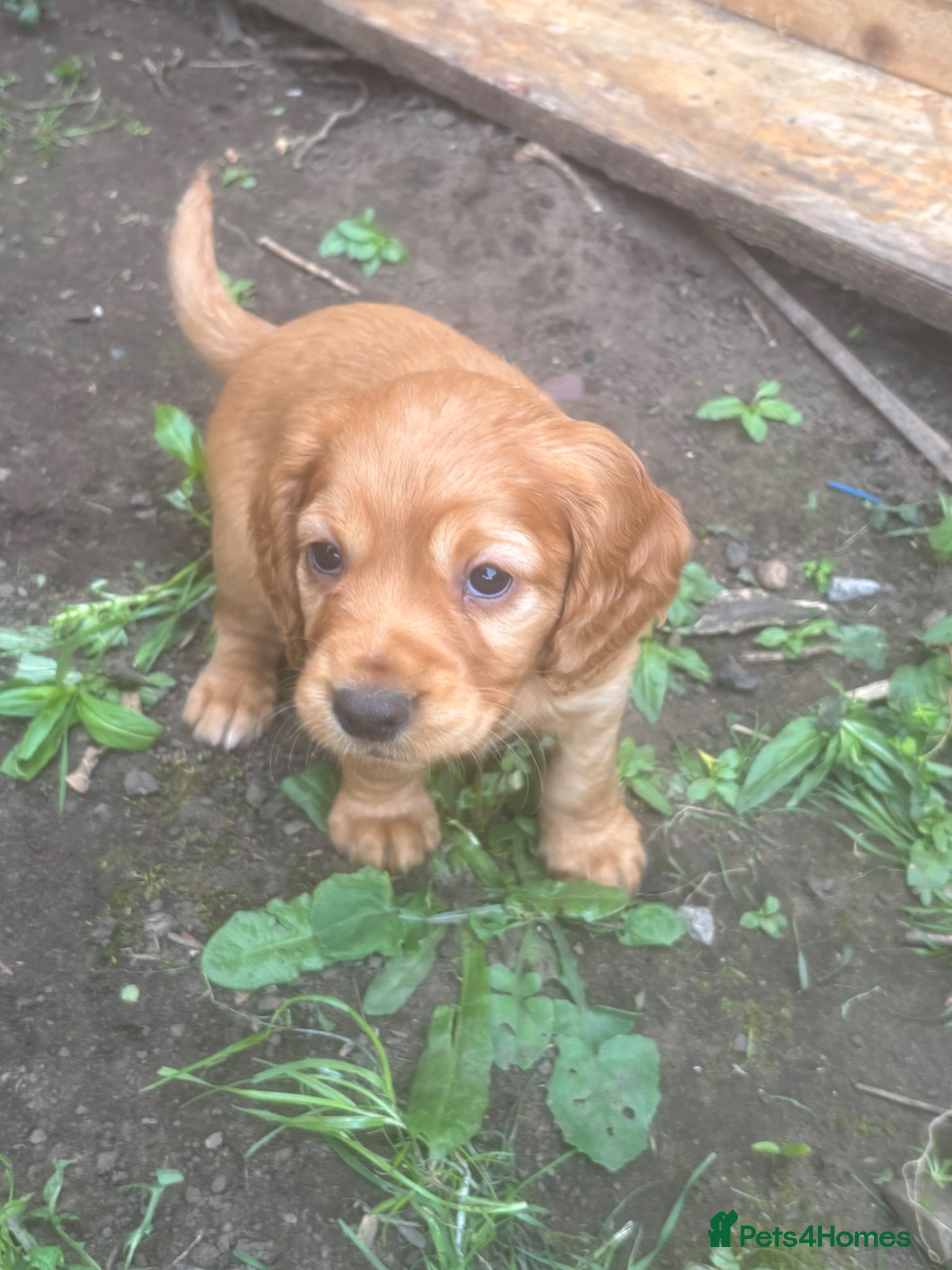 Cocker Spaniel dogs Beautiful KC Reg. Working Cocker Spaniels  - Advert 4