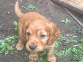 Cocker Spaniel dogs Beautiful KC Reg. Working Cocker Spaniels - Advert 4