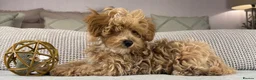 Maltipoo dogs for sale: OAKWELL RETRIEVERS ON INSTAGRAM  - Advert 11