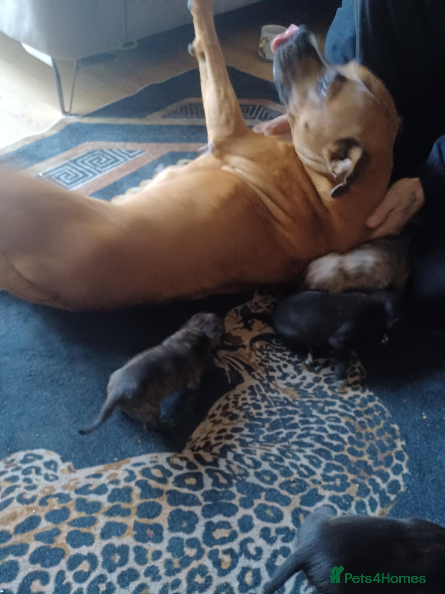 Mixed Breed dogs Staff x sharpei - Advert 1