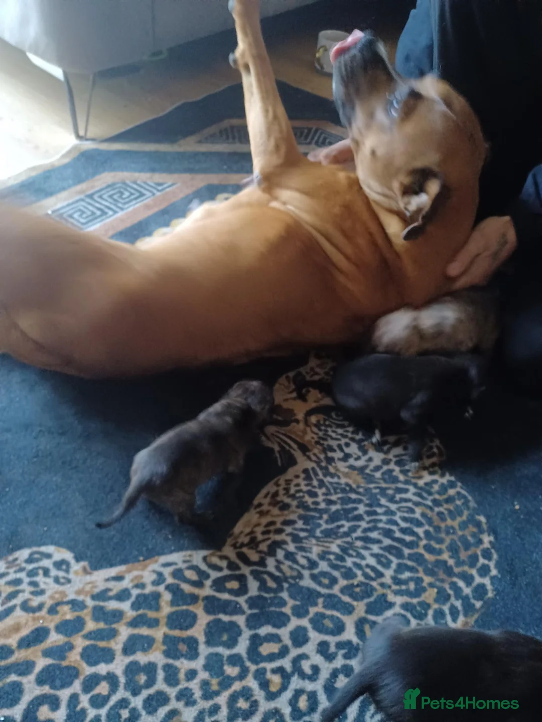 Mixed Breed dogs for sale: Staff x sharpei - Advert 1