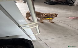 Cockapoo dogs for sale: Cockapoo bitch red 3 years old  - Image 11