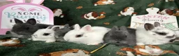 Netherland Dwarf rabbits for sale: Beautiful Baby Netherland dwarfs ready to reserve  - Advert 7