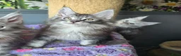 Maine Coon cats for sale: Stunning TICA Maine Coon kittens - Advert 28