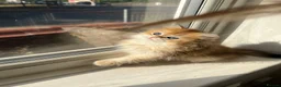 British Longhair cats for sale: 👑 GCCF Champion Line British Kittens 🐾 - Advert 1