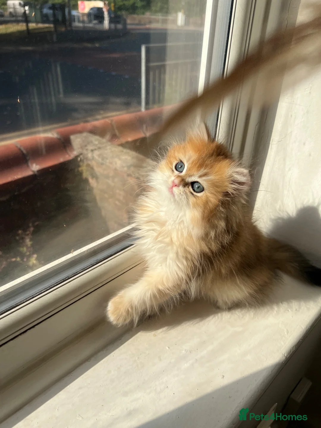 British Longhair cats for sale: 👑 GCCF Champion Line British Kittens 🐾 - Advert 1