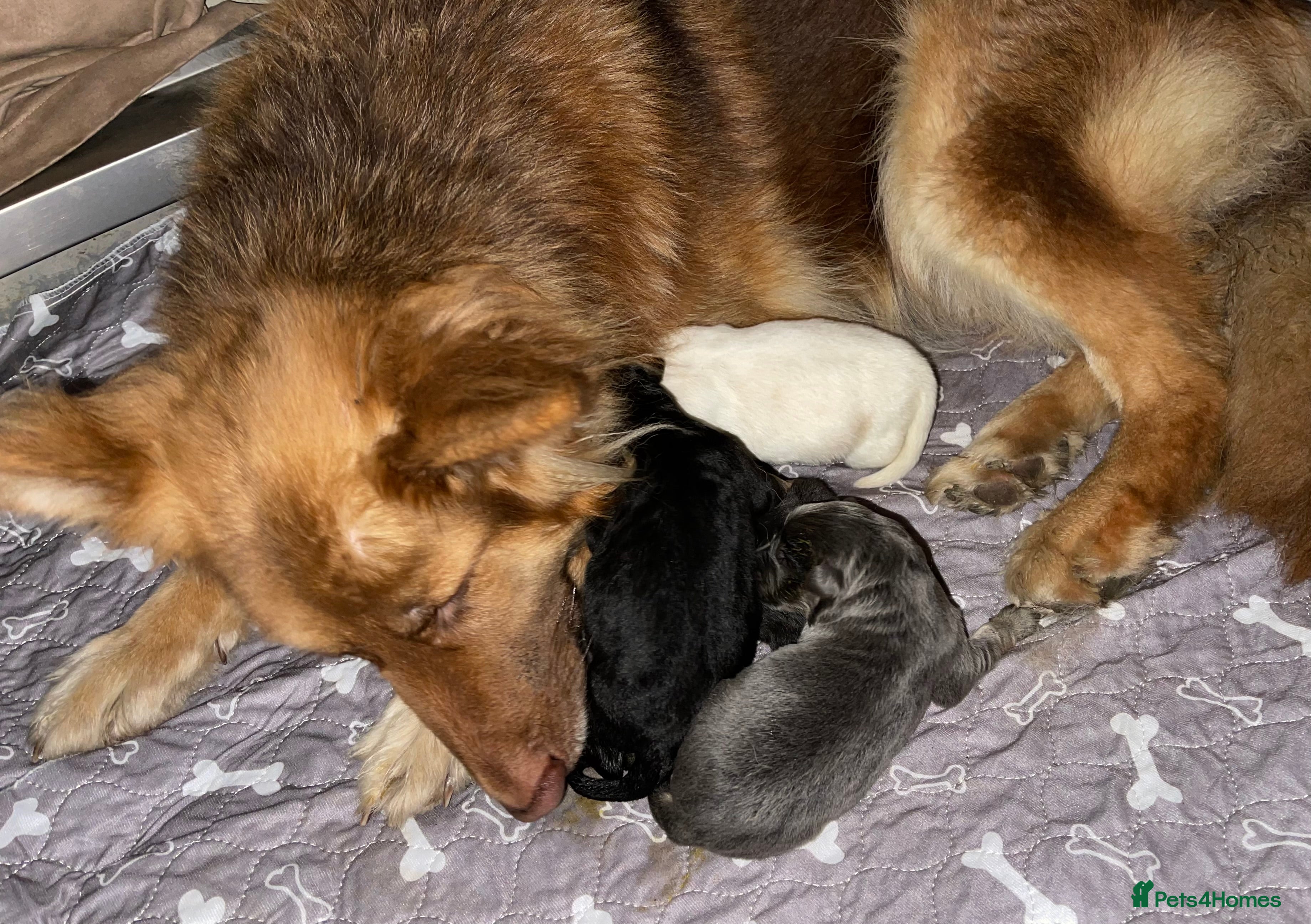 German Shepherd dogs Health tested straight back, long coat puppies  - Advert 1