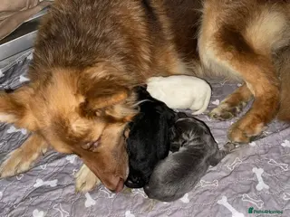 German Shepherd dogs Health tested straight back, long coat puppies - Advert 9