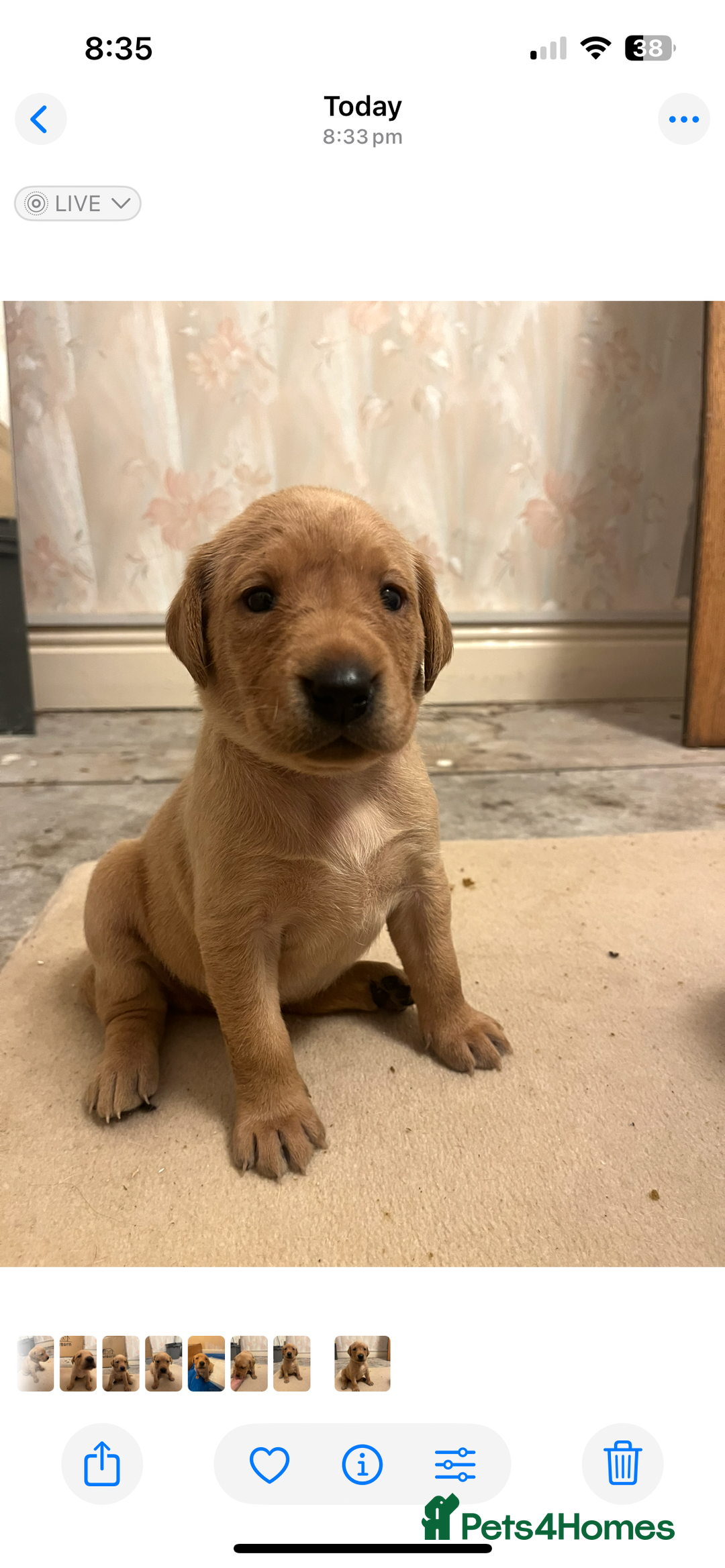 Labrador Retriever dogs for sale: KC Registered Fox Red and Yellow Labrador Puppies  - Advert 17